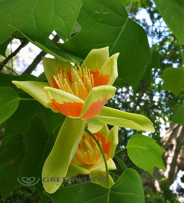 tulip-poplar-trees-greenwood-nursery